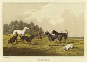 Teriyer (kromolitho) by Henry Thomas Alken